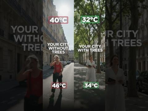 🌡️ In our cities, the difference between a shaded street and bare pavement can be dramatic.